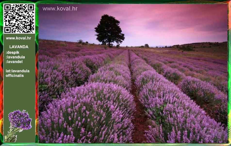 lavanda